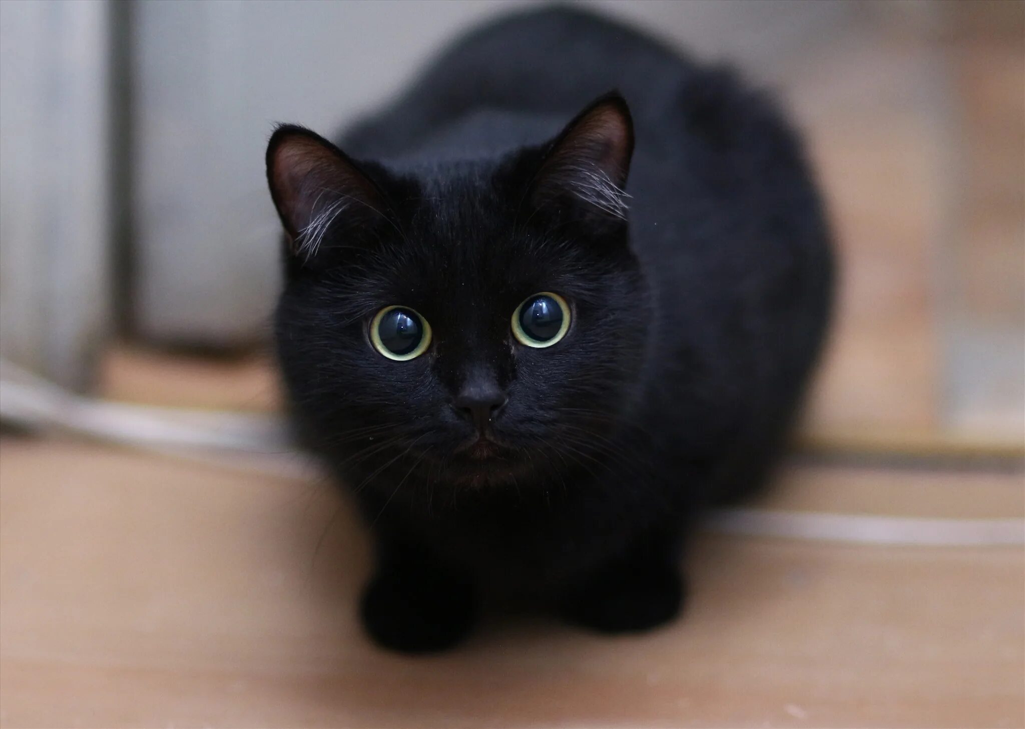 Порода кошек с черными глазами. Британская Бомбейская кошка. Британская короткошёрстная кошка черная. Гладкошерстный британец кот черный. Бомбейская кошка короткошерстная черная.