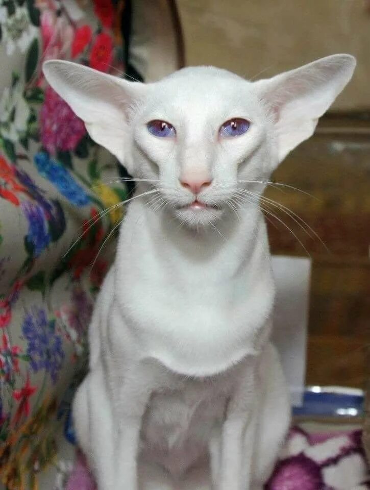 Порода Ориентал Добби. Ориентальная кошка. Кот грузин порода Ориентал. Ориентальная кошка Добби.