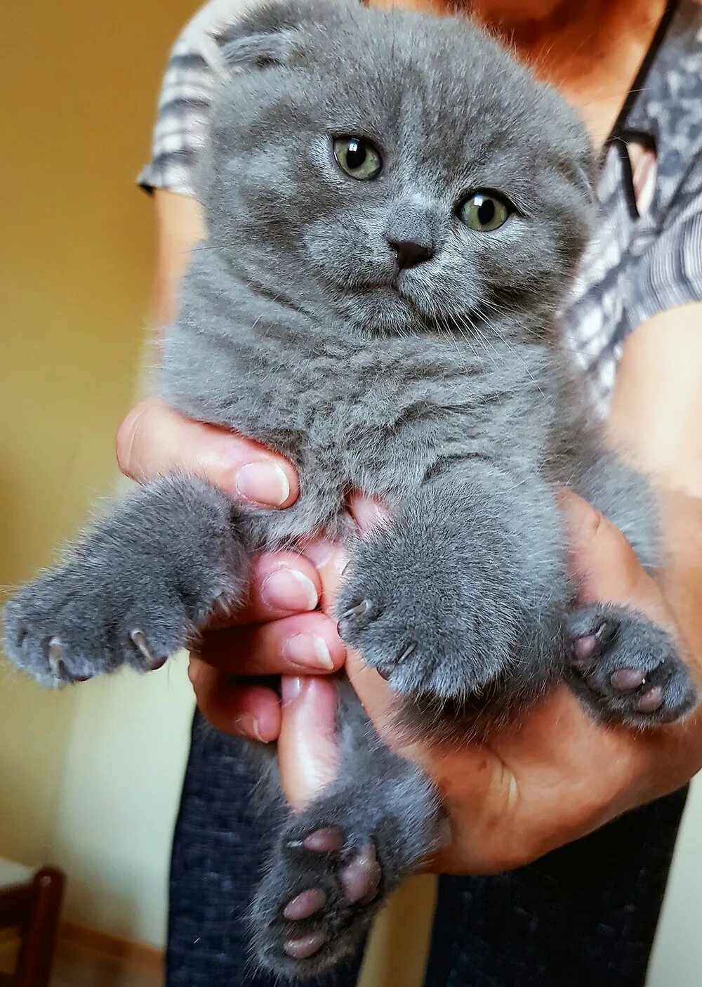 Шотландская вислоухая кошка сколько котят котят. Шотландская вислоухая кошка. шотландцы котята. шотландские вислоухие котята. котенок шотландец вислоухий мальчик.