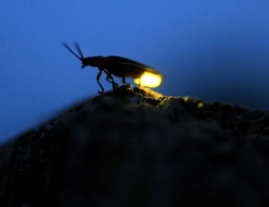 Светлячок насекомое личинки. Биолюминесценция светлячков. Светлячок жук в россии. Пещерный жук светляк. Пещерный жук светляк.