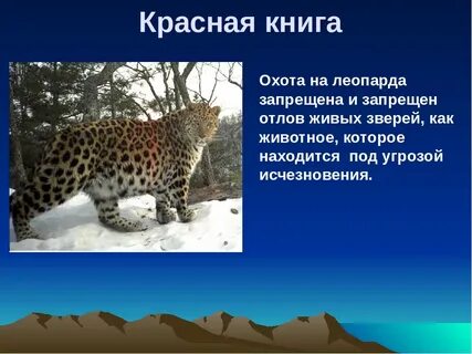 Почему леопарды в красной книге