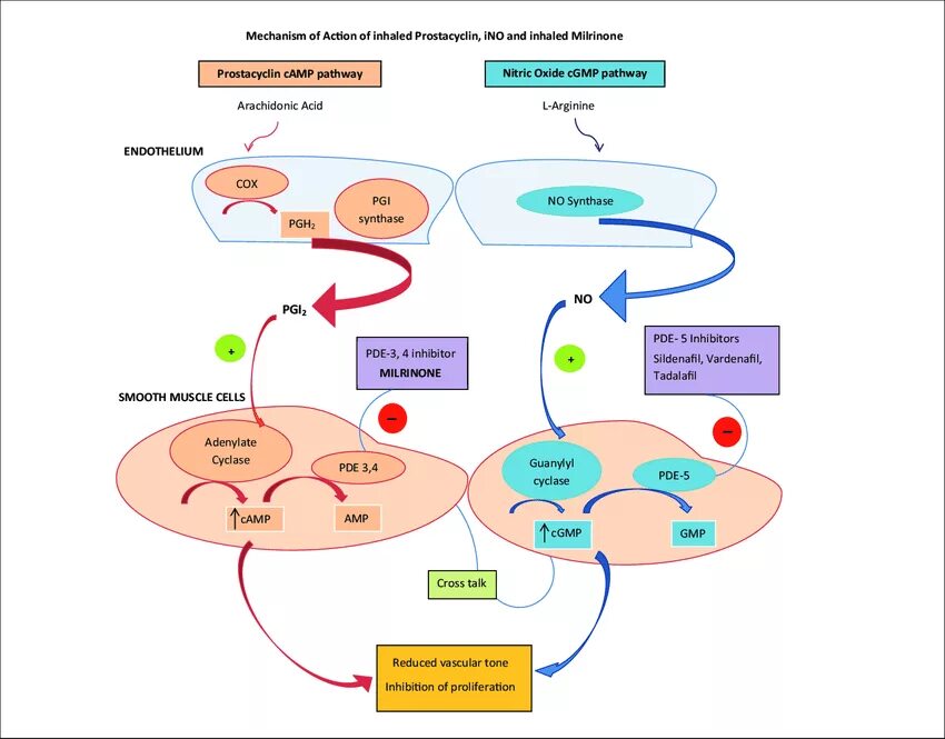 Mechanism of action. Diclofenac mechanism of Action. CDK mechanism of Action. Mechanism of Action of corticoliberin. Lorcaserin mechanism of Action.