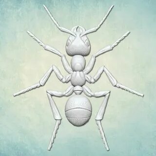Ant m