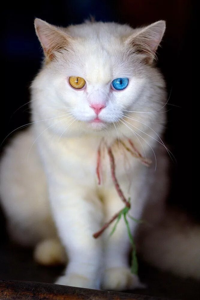Какова цвета кошка