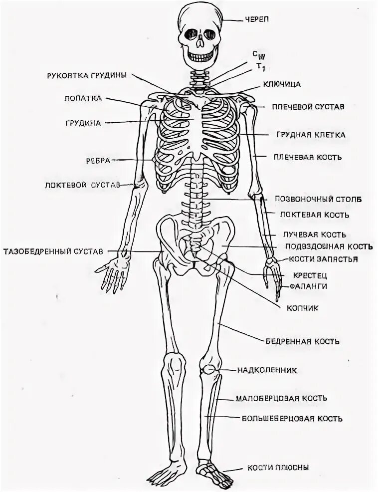 Скелет человека схема расположения