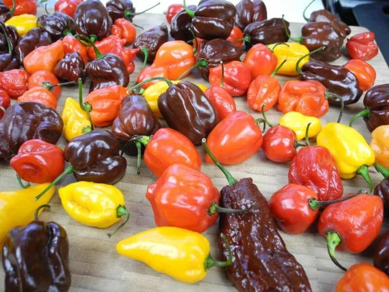 World pepper. Перец израильский. Масло красного перца. Хабанеро перец консервированный. Перец болгарский очень сладкий.