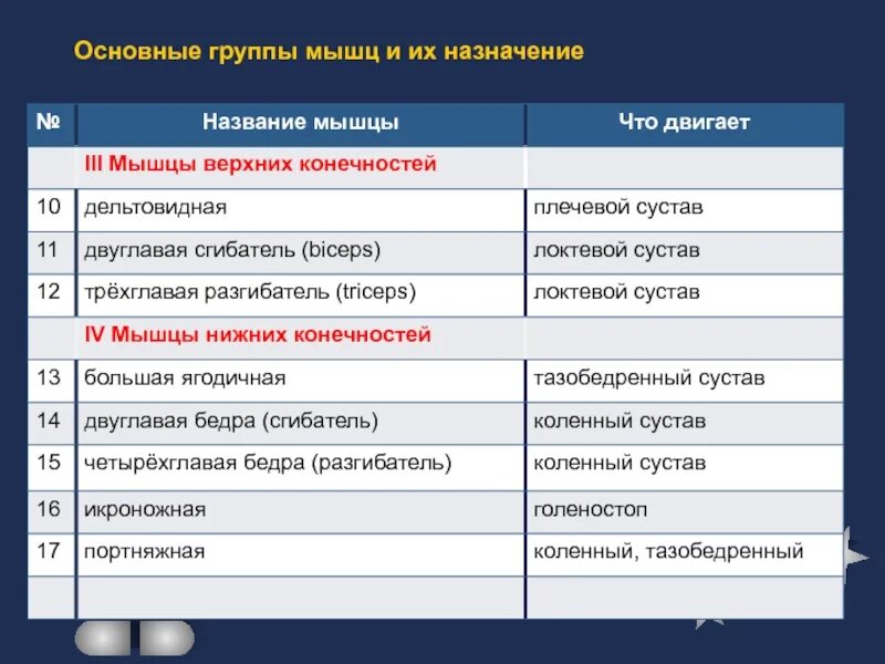 Основные группы мышц. Основная группа мышц таблица. Строение, основные типы и группы мышц. Таблица по основным группам мышц человека. Распределите мышцы по группам