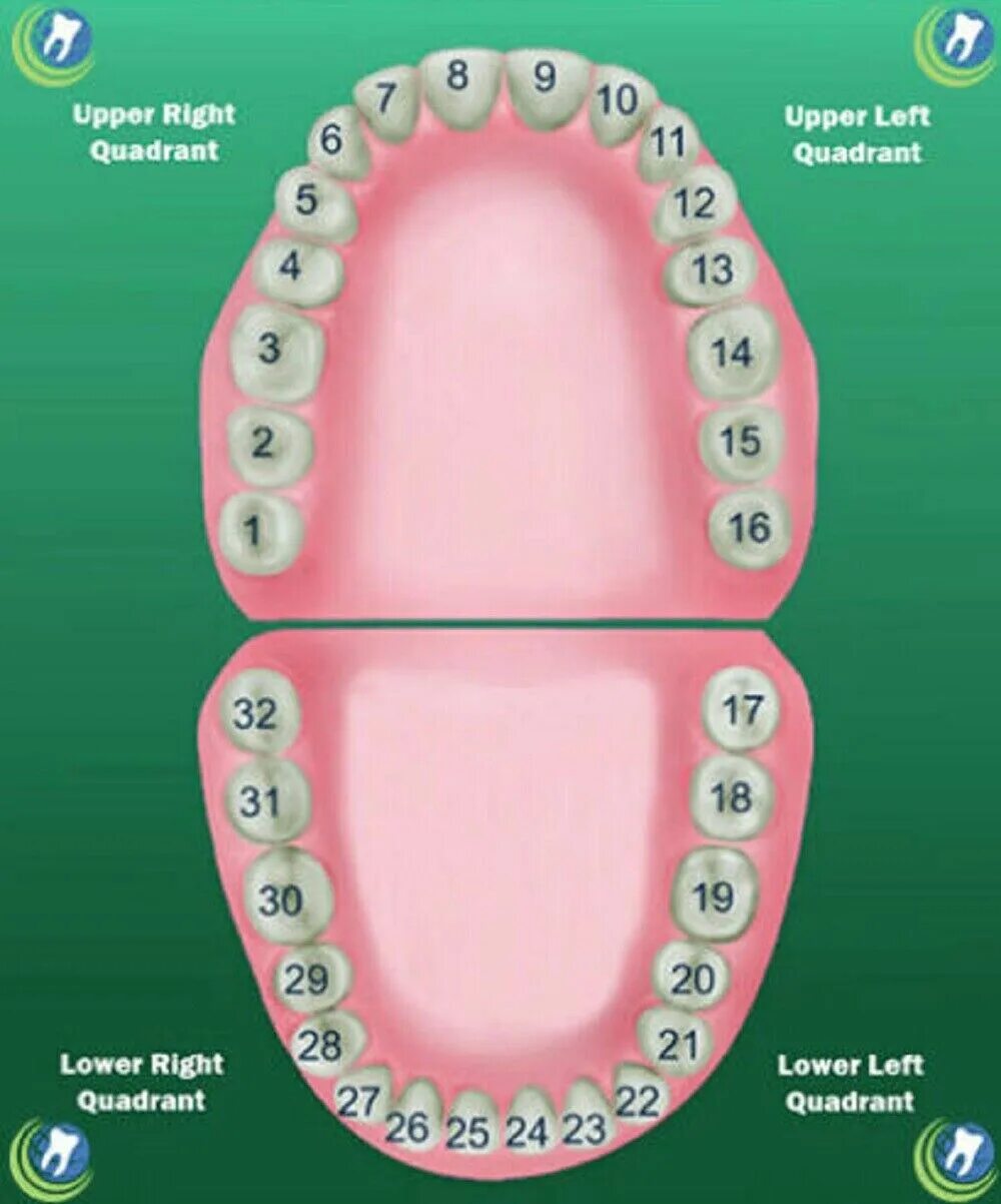 Номера зубов. Зубы человека. Расположение зубов. Номера зубов у человека. Можно считать зубы