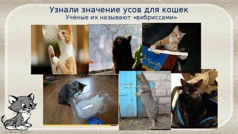 Что значит ус