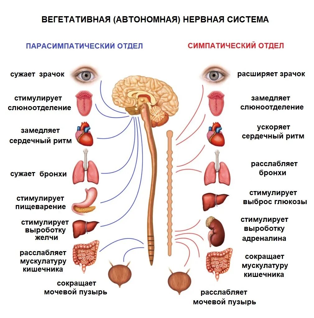 Нервная регуляция вегетативной системы функции. Симпатическая нервная система при стрессе. Автономный вегетативный отдел нервной системы. Отделы вегетативной НС. Вегетативная автономная нервная система.