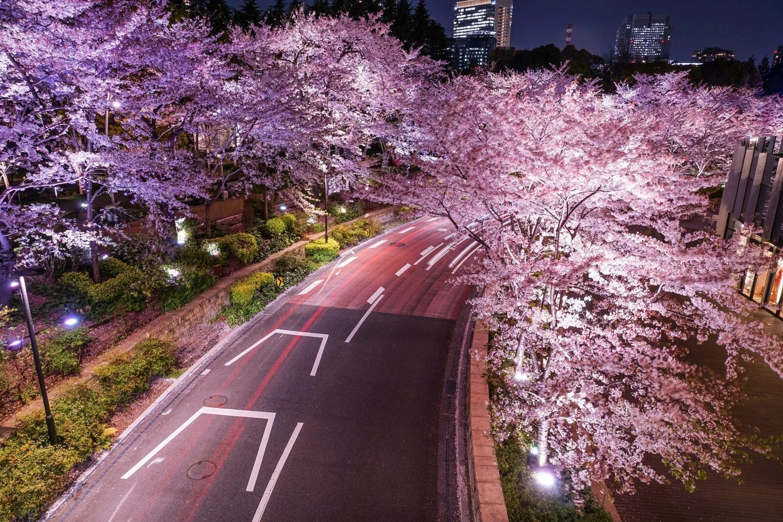 Виды сакуры. Черри блоссом в Токио. Цветущая Сакура в Токио. Йокогама Япония цветение Сакуры. Япония Токио улицы Сакура.
