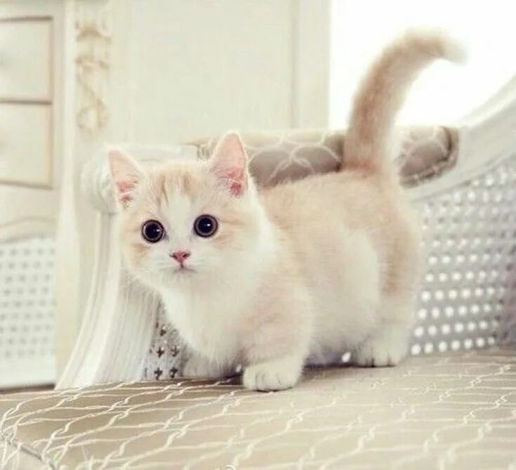 Самые маленькие породы кошек: 7 "вечных котят", которые живут рядом / Флора и фа