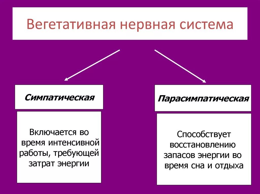 Вегетативные нужны для. Вегетативная нервная система подразделяется на два отдела. Из чего состоит вегетативная нервная система. Вегетативная нервная система состоит из 2 отделов. Вегетативная нервная ИС.