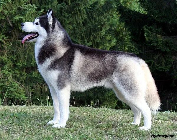 Сибирский маламут -сибирский хаски. Хаски стоя. Сибирский хаски. Хаски стоя. Хаски взрослый кобель.