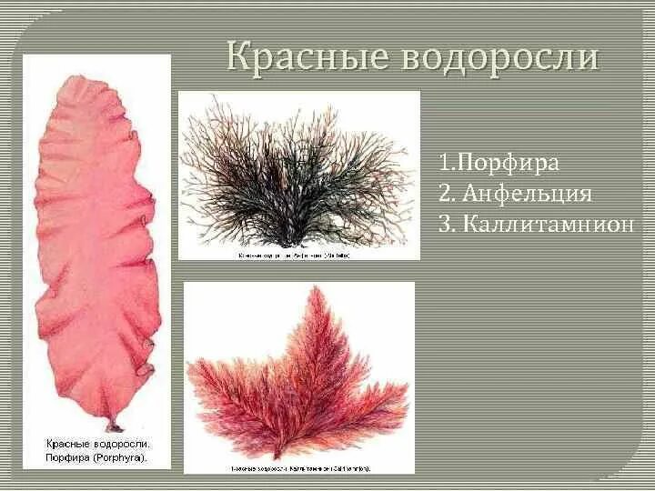Багрянка порфира. Порфира (porphyra. Строение порфиры. Морская капуста порфира. Вид порфиры.