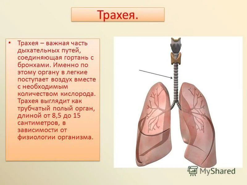 Воздух в легкие поступает через