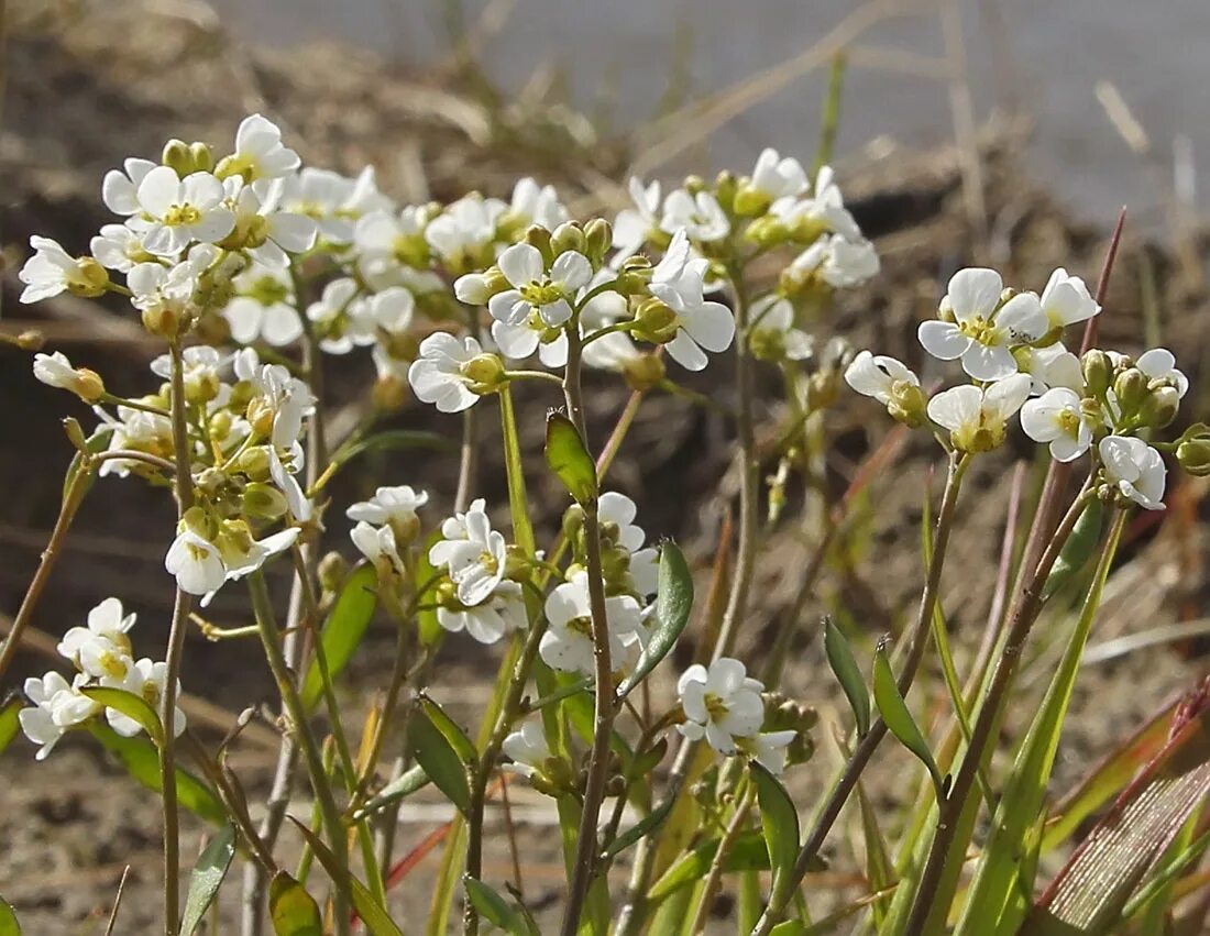 Какое растение первое зацвело в космосе. Арабидопсис Таля. Резушка Таля (Arabidopsis thaliana). Резуховидка Таля. Резуховидка (Резушка) Таля..