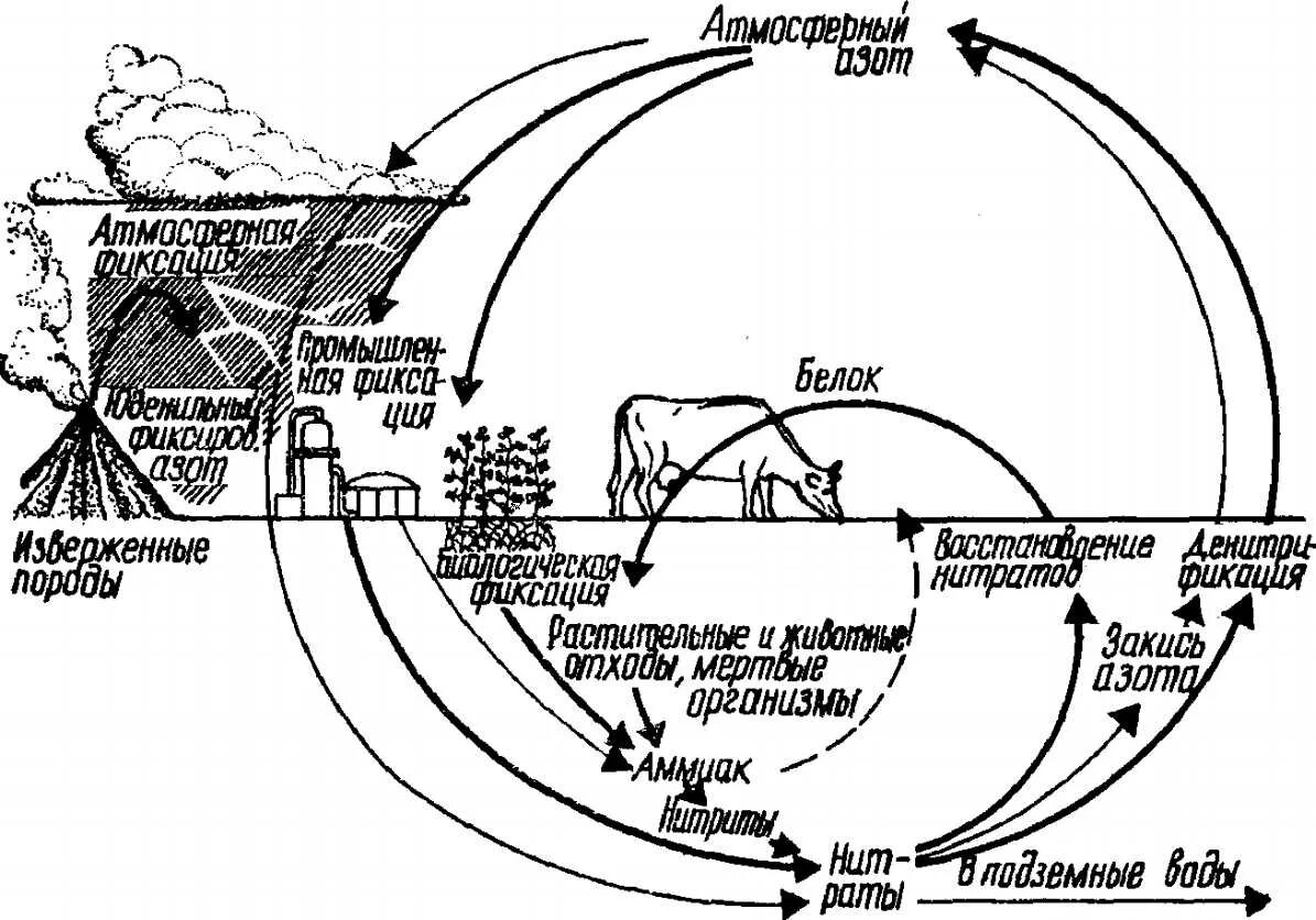 Биогеохимический круговорот азота. Круговорот веществ в биосфере биогеохимические циклы. Биогеохимический цикл азота схема. Биогеохимический круговорот веществ схема. Круговорот веществ в биосфере схема