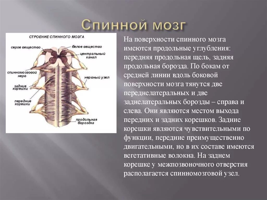 Задняя срединная борозда спинного мозга. Передняя срединная щель спинного мозга. Задняя срединная борозда спинного мозга функции. Задняя срединная щель спинного мозга.