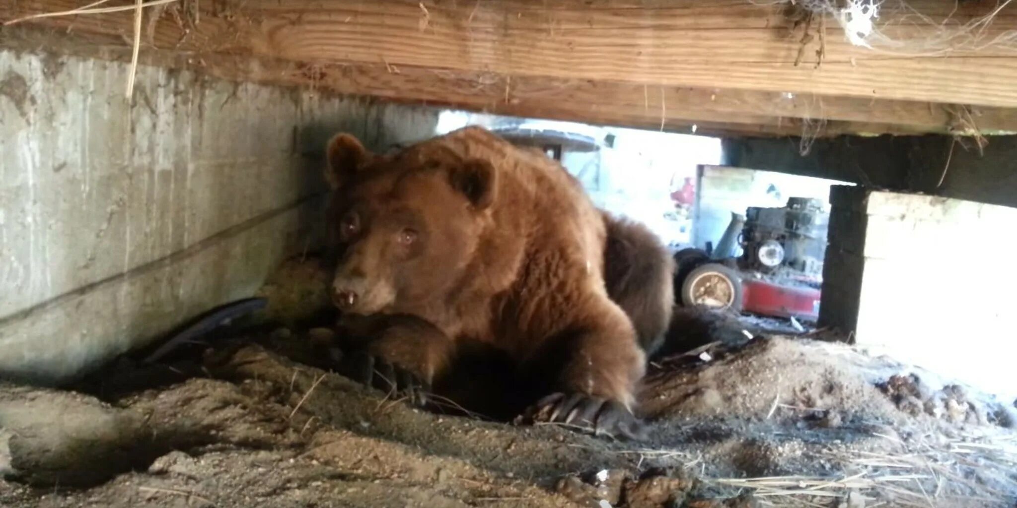 Медвежонок на дереве. Медведь попавший. Медведь фото. Бурый медведь на дереве. Медведь полез в дом.