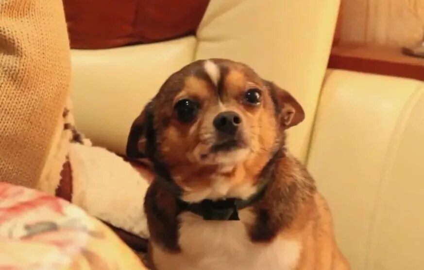 Ютуб видео с собаками. Ютуб видео с собаками. Собака улыбается тик ток. Ретривер в машине. Видео на ютубе собака ест вафли рязань видео.