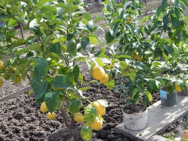 лимон киевский. крупноплодный павловский лимон. лимон сорт мейер. лимон новогрузинский. лимон новогрузинский описание сорта.