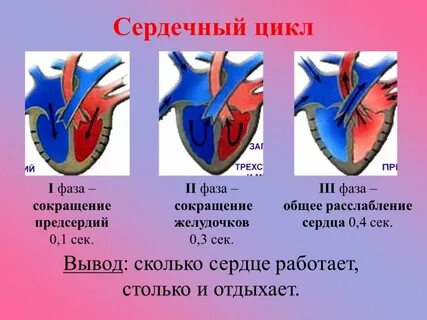 Самый продолжительный период в работе сердца