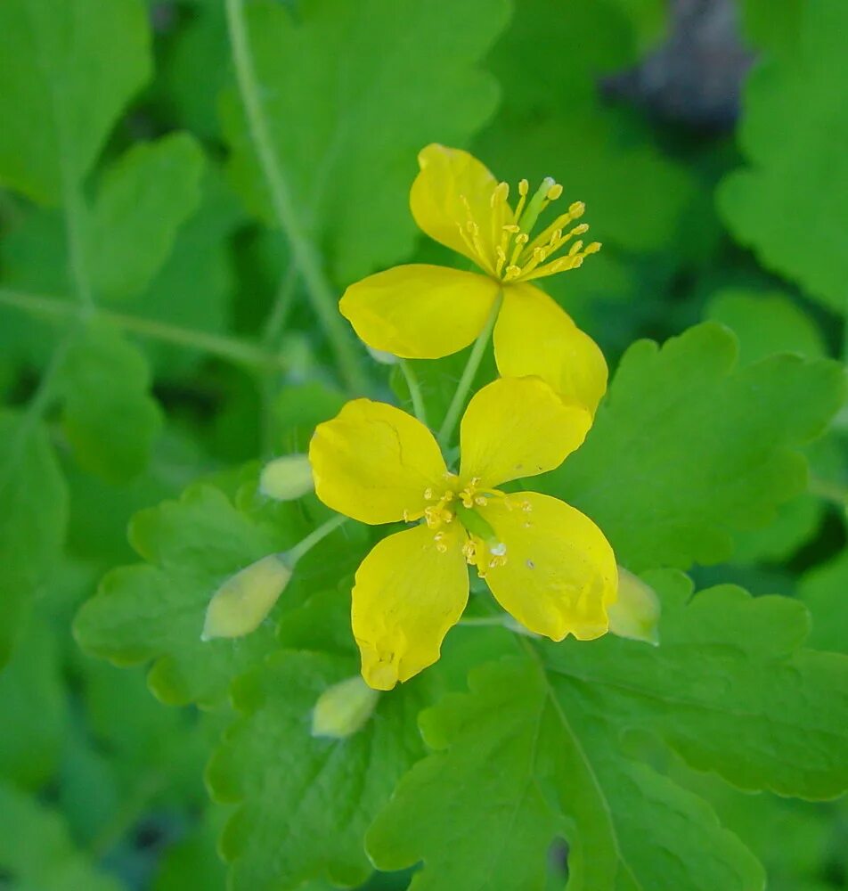 Chelidonium majus. Чистотел Chelidonium majus. Chelidonium majus плодолистиков. Chelidonium majus венчик.