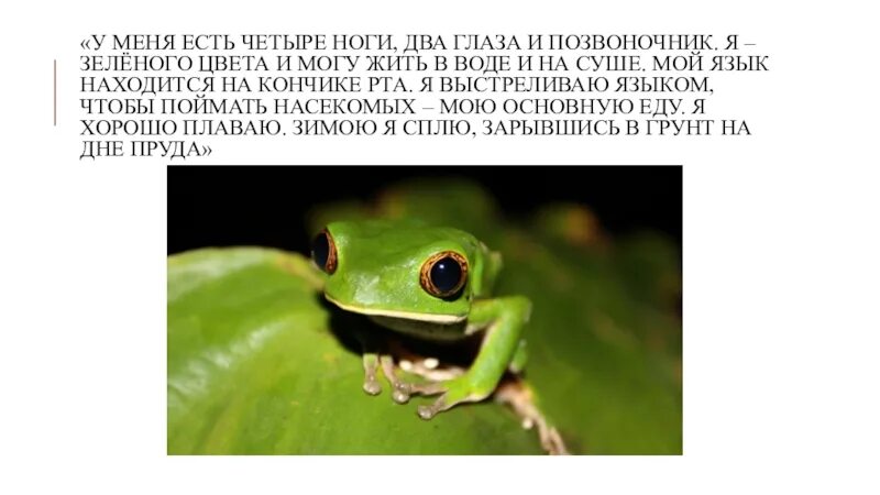 У кого есть 4 ноги. У меня есть четыре ноги два глаза и позвоночник. четыре ноги четыре глаза. эти животные могут жить и на суше и в воде у них четыре ноги а тело.