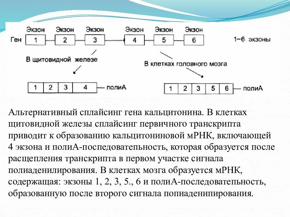 Экзон ру. Альтернативный сплайсинг Гена кальцитонина. Альтернативный сплайсинг первичного транскрипта. Строение экзона. Матричные биосинтезы.