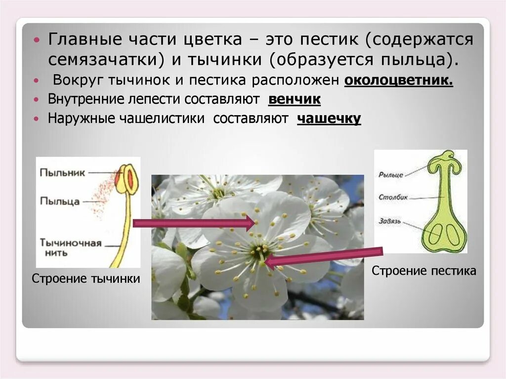 Строение тычинки и пыльцы. Чашелистики пестик тычинка. Размножение растений пестик тычинка. Главные части цветка. Части цветка пестик и тычинка.