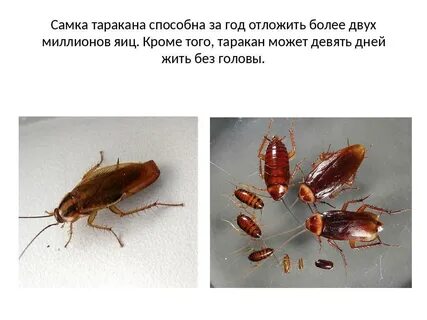 Пропорции таракана