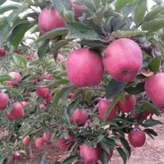 Сорт производитель