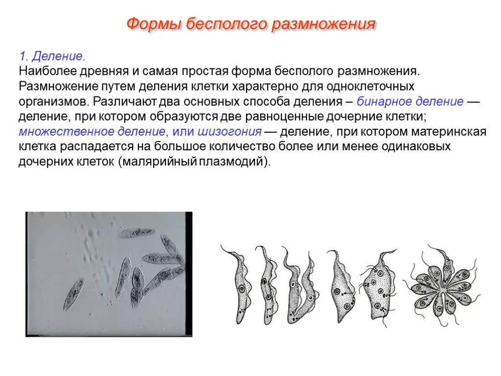 Условия бесполого размножения. Простейшая форма бесполого размножения животных это. Бесполое деление простейших. Древняя и самая простая форма бесполого размножения. Формы размножения бесполое размножение.