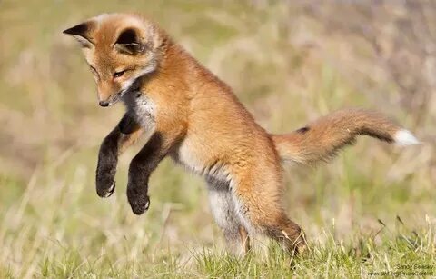 Fox action