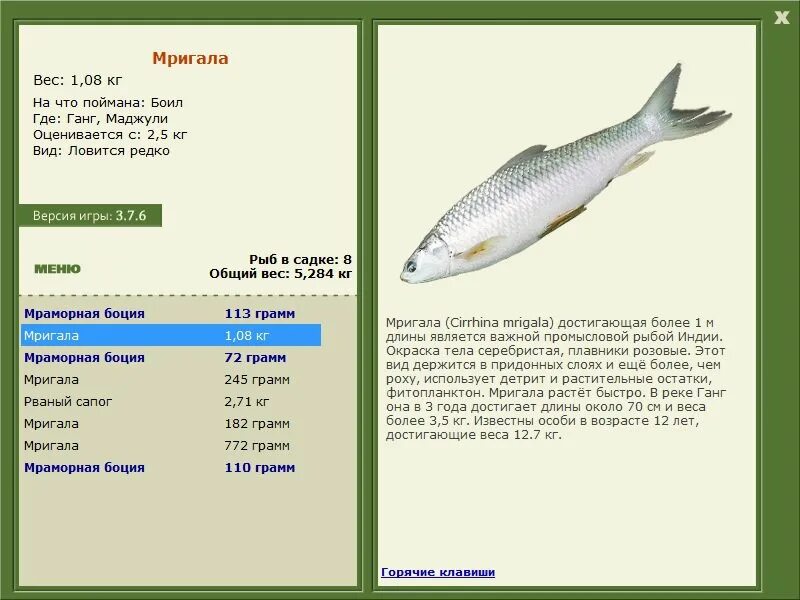 Рыба в Москве реке список. Рыбы которые можно ловить. Разновидность рыбы на речке ловится. Каких рыбок можно поймать в реке.