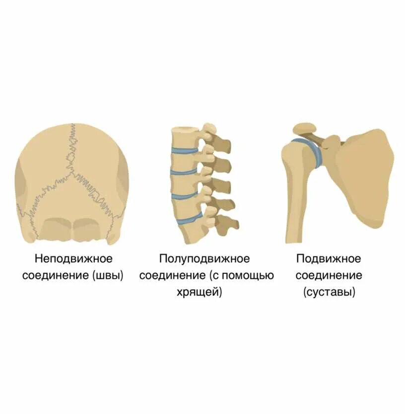 Сустав 2 соединение костей. Неподвижные полуподвижные и подвижные соединения костей. Полуподвижные соединения костей. Типы соединения костей полуподвижные. Полуподвижное соединение кости.