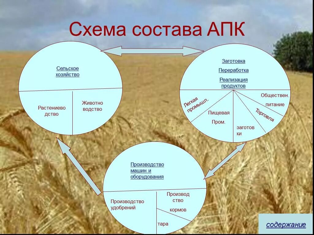 Местоположение хозяйства. Агропромышленный комплекс России АПК 9 класс. Структура сельского хозяйства схема. Схема агропромышленного комплекса России. Состав агропромышленного комплекса РФ.