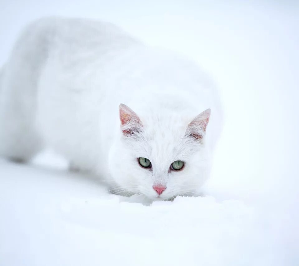 Белый кот в снегу. Белый кот на снегу. кошка снежок белая. белый котик зима. белая кошка на белом.
