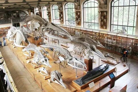 Natural history