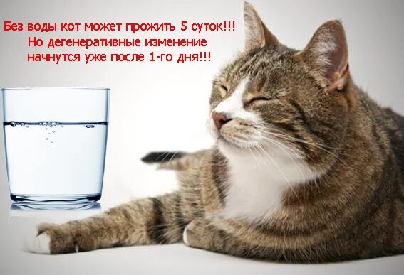 Сколько проживет кошка без еды и воды. Сколько кошки могут прожить без воды. Сколько кот может жить без воды и еды. Сколько кот может прожить без еды и воды. Кот в воде.