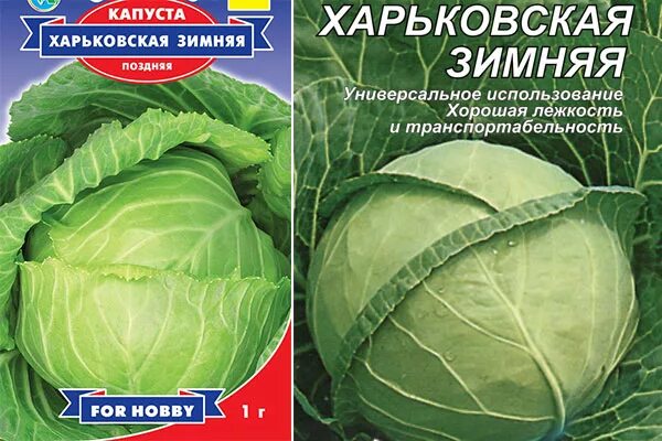 Капуста белокочанная "июньская" удачные семена. Капуста белокочанная харьковская зимняя. Капуста сорт харьковская зимняя. Капуста харьковская зимняя описание сорта фото отзывы. Сорт капусты харьковская.