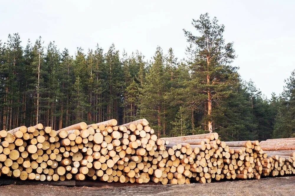 Лес пиломатериалы. Заготовка леса. Древесина и лесоматериалы. Производство древесины.