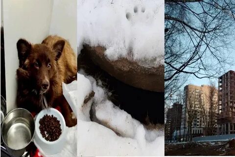 Скинул собаку