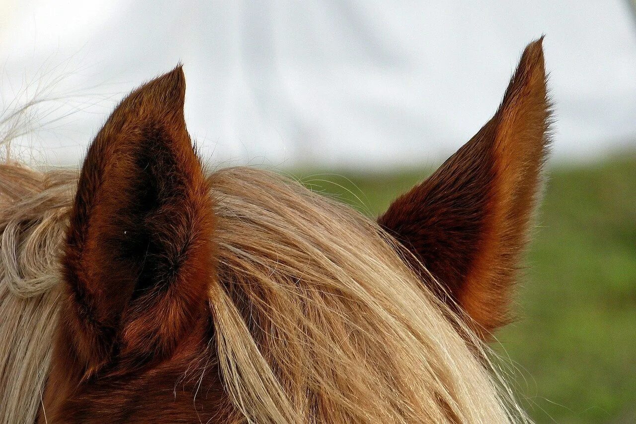 Уши лошади. Уши лошади. Конские уши. Конские уши. Уши лошади.
