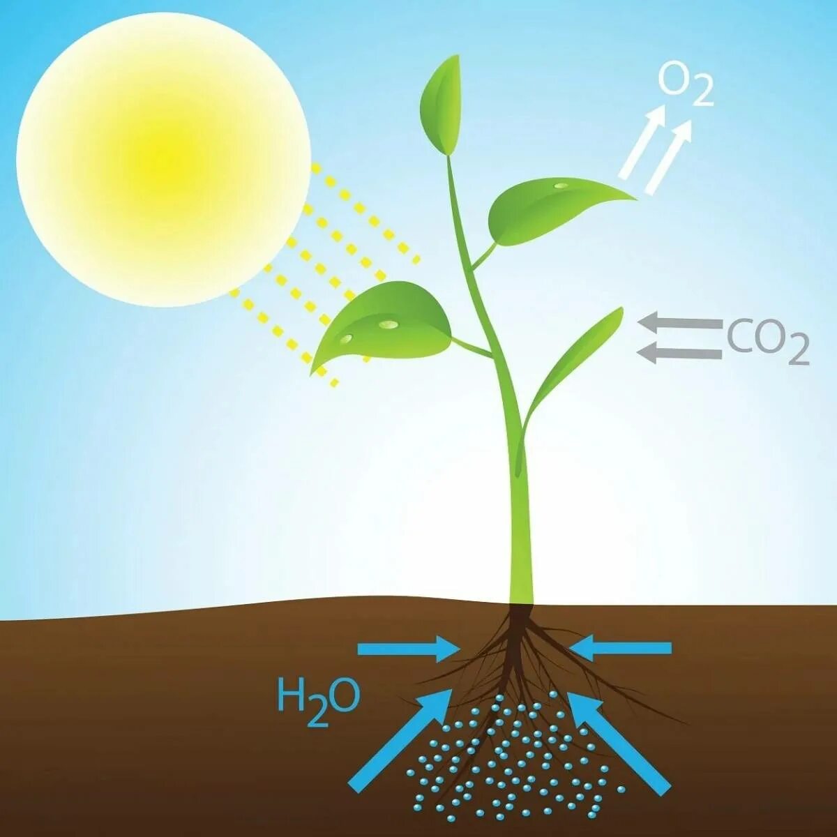 Солнечная энергия фотосинтез. Photosynthesis. Фотосинтез подсолнуха. Растения и кислород.