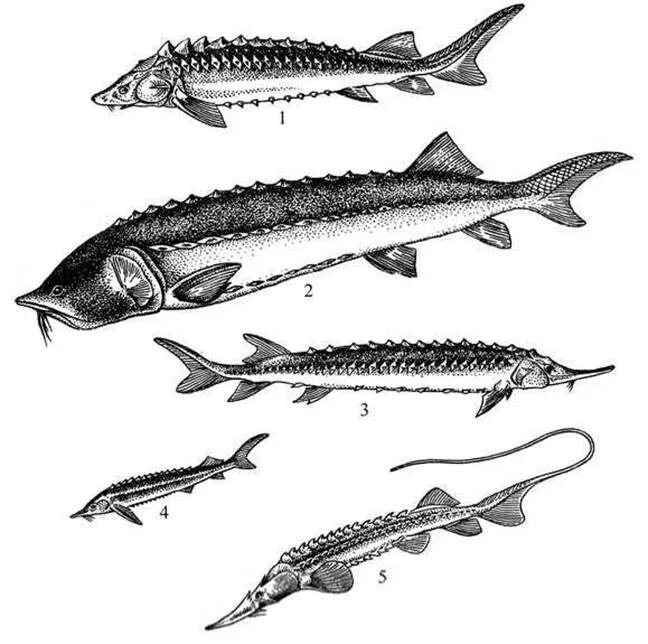Осетровые и лососевые рыбы. Осетровые Осетрообразные. Подкласс хрящекостные рыбы представители. Осетр севрюга стерлядь.