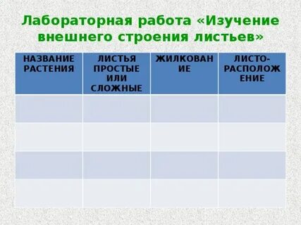 Работа листа