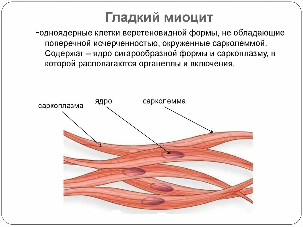 Гладкие мышцы многоядерные. Гладкая мышечная ткань гладкий миоцит. Гладкая мышечная ткань строение. Строение мышечной ткани миоциты. Строение клетки мышечной ткани.