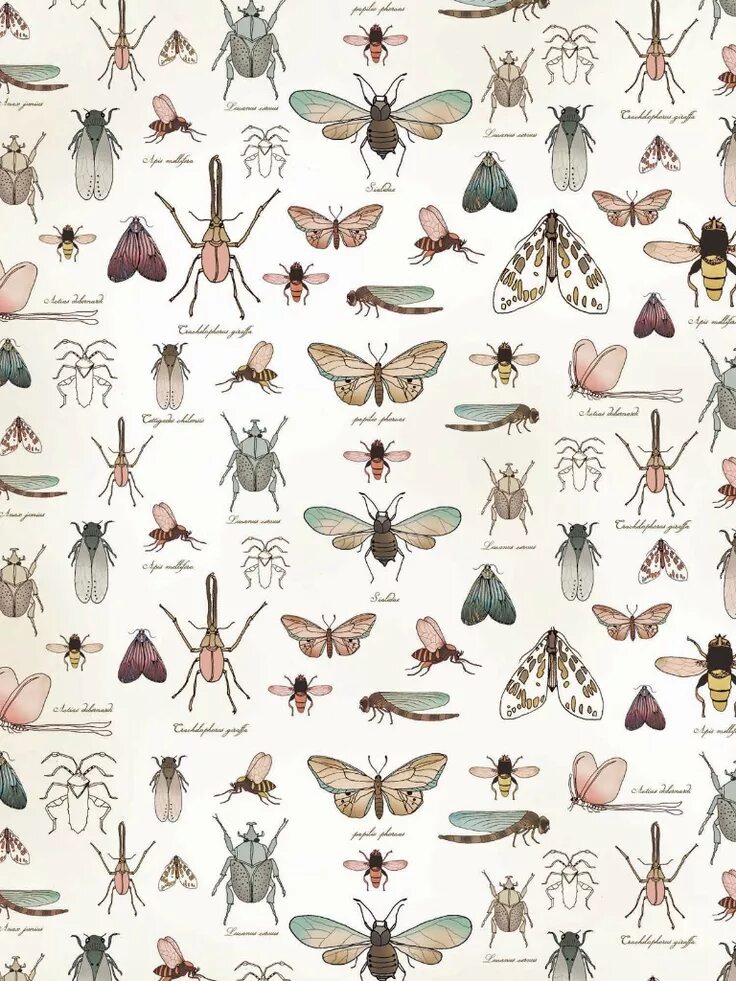 Разнообразие насекомых. Насекомые винтаж. Винтажные плакаты с бабочками. Многообразие насекомых. Многообразие насекомых.
